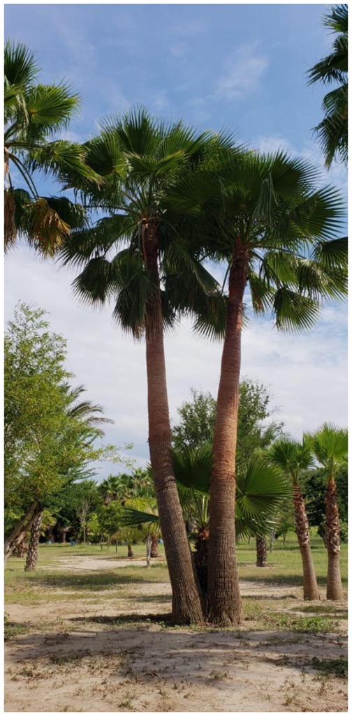 Mature Washingtonia palms
