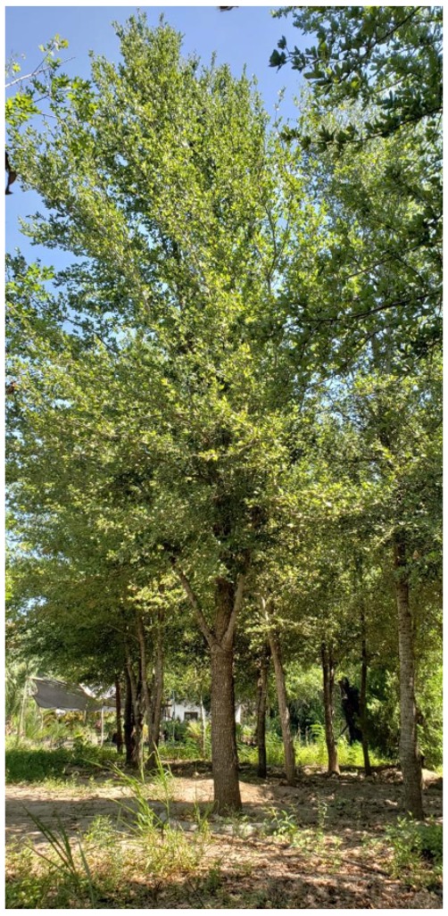 Established oak canopy