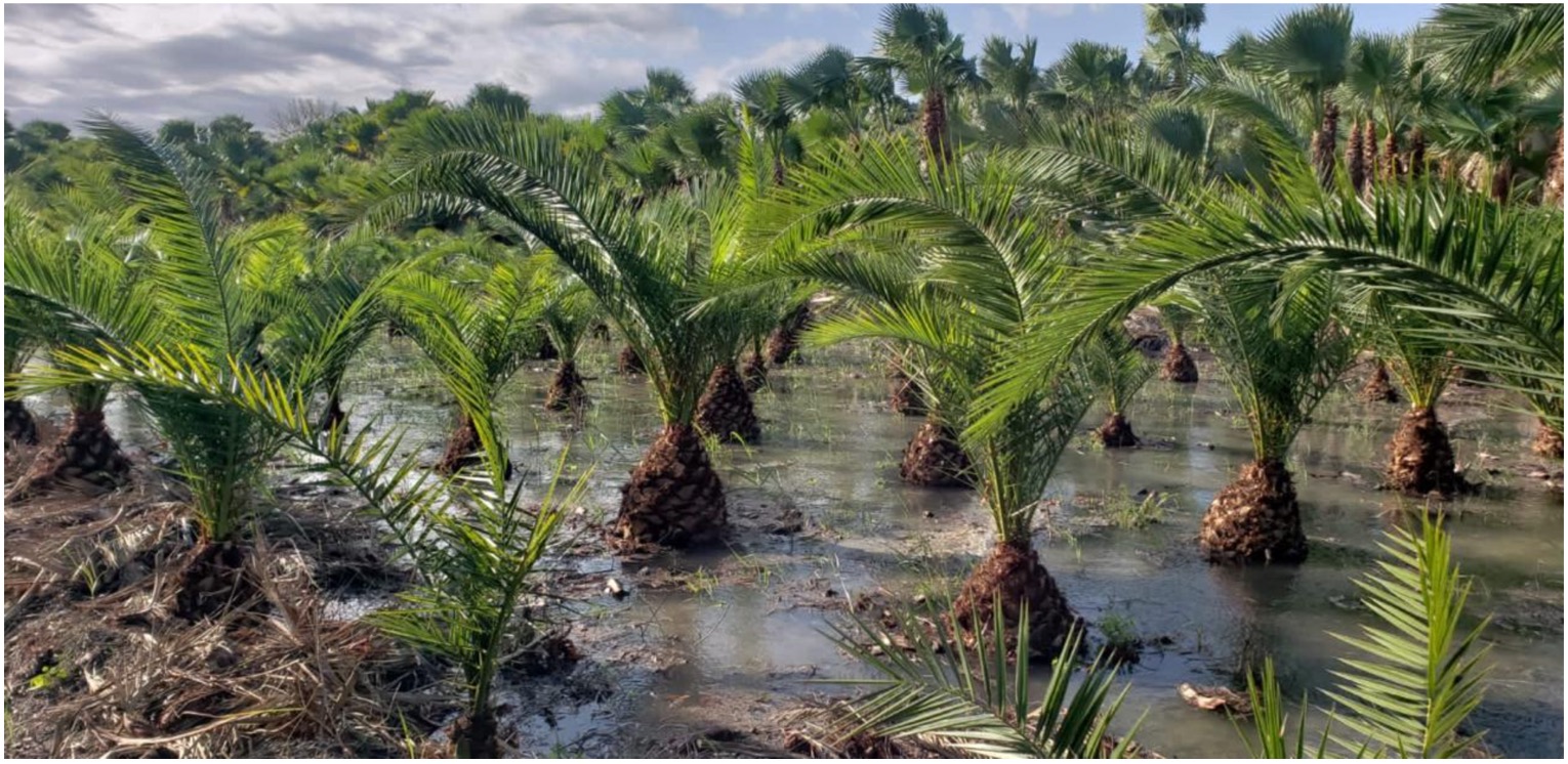 Irrigated palm cultivation