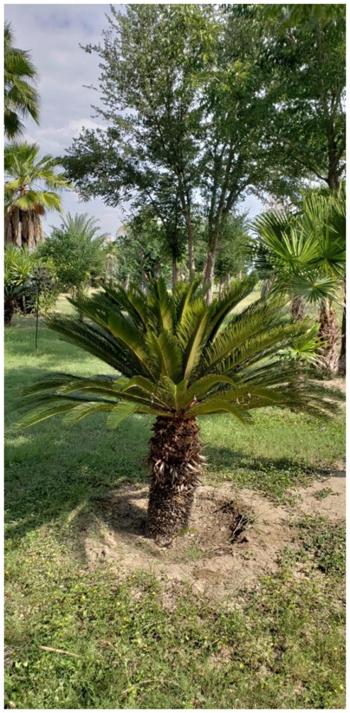 Ornamental cycad specimen