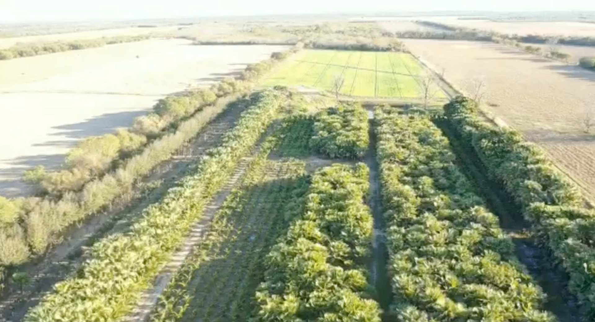Aerial view of the estate